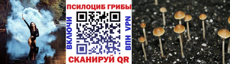 Псилоцибиновые грибы Magic Shrooms  Судогда 